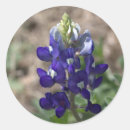 Search for texas bluebonnet stickers Wildflowers