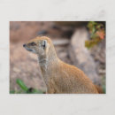 Search for mongoose postcards Photography