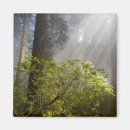 Search for rhododendron magnets Redwood national park