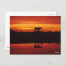 Search for horse silhouette postcards Bob langrish