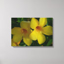 Search for trumpet art Flowers