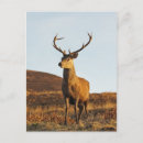Search for red wood postcards Deer