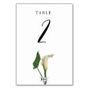 Search for calla Botanical