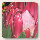 Search for protea coasters Pink