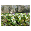 Search for primrose flowers posters Pink