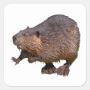 Search for beavers stickers Rodent