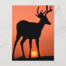 Search for mule deer postcards Antlers