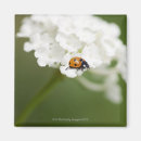 Search for ladybird magnets Nature