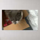 Search for responsible posters Animals