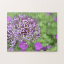 Search for allium Purple