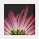 Search for wilted Floral
