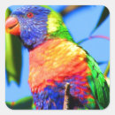 Search for lorikeet parrot stickers Rainbow