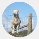 Search for lambs stickers Animals