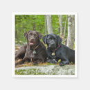 Search for chocolate labrador napkins Black lab