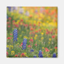 Search for bluebonnet magnets Wildflowers