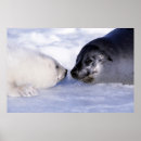Search for harp seal posters Pup