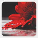 Search for red daisy flower stickers Daisies