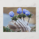 Search for arctic tundra postcards Alaska