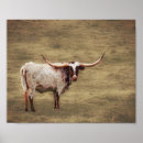 Search for longhorn posters Country