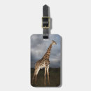 Search for camelopardalis Wildlife