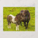 Search for shetland ponies postcards Ranch