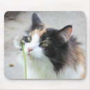 Search for make a wish mousepads Dandelion