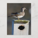 Search for tiny postcards Elegant
