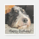 Search for happy birthday poodle white Dog