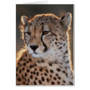 Search for looking away Animal