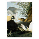 Search for eider Audubon