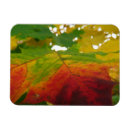 Search for maple leaf magnets Fall