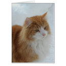 Search for norwegian forest cat postcards White