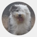 Search for sheep dog stickers English