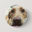 Search for labs badges Puppy