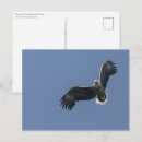 Search for flying eagle postcards Wildlife photography