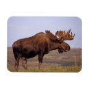 Search for herbivore magnets Ak