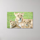 Search for panthera art Cub