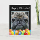 Search for pug dog birthday cards Pet