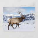 Search for elk in snow postcards Bull