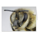 Search for antenna postcards Bee