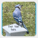 Search for blue jay stickers Pretty
