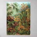 Search for haeckel Vintage