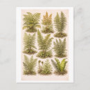 Search for fern postcards Antique