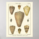 Search for vintage sea life posters Sepia seashell