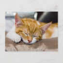 Search for orange and white postcards Pet