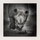 Search for rhinoceros puzzles Africa