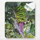 Search for banana tree electronics Xmas