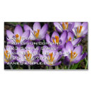 Search for crocus photography Nature