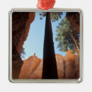 Search for bryce canyon national park christmas tree decorations Travel