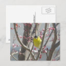 Search for cherry tree postcards Pink